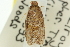  ( - 11ANIC-10644)  @13 [ ] CreativeCommons - Attribution (2011) ANIC/CBG Photography Group Centre for Biodiversity Genomics