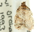  ( - 11ANIC-10645)  @11 [ ] CreativeCommons - Attribution (2011) ANIC/CBG Photography Group Centre for Biodiversity Genomics