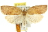  ( - 11ANIC-10647)  @15 [ ] CreativeCommons - Attribution (2011) ANIC/CBG Photography Group Centre for Biodiversity Genomics