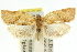  ( - 11ANIC-10656)  @13 [ ] CreativeCommons - Attribution (2011) ANIC/CBG Photography Group Centre for Biodiversity Genomics