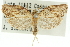  ( - 11ANIC-10668)  @11 [ ] CreativeCommons - Attribution (2011) ANIC/CBG Photography Group Centre for Biodiversity Genomics