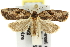  ( - 11ANIC-10669)  @13 [ ] CreativeCommons - Attribution (2011) ANIC/CBG Photography Group Centre for Biodiversity Genomics