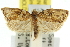  ( - 11ANIC-10671)  @11 [ ] CreativeCommons - Attribution (2011) ANIC/CBG Photography Group Centre for Biodiversity Genomics