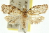  ( - 11ANIC-10673)  @11 [ ] CreativeCommons - Attribution (2011) ANIC/CBG Photography Group Centre for Biodiversity Genomics