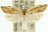  ( - 11ANIC-10675)  @11 [ ] CreativeCommons - Attribution (2011) ANIC/CBG Photography Group Centre for Biodiversity Genomics