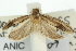  ( - 11ANIC-10676)  @13 [ ] CreativeCommons - Attribution (2011) ANIC/CBG Photography Group Centre for Biodiversity Genomics