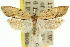  ( - 11ANIC-10678)  @11 [ ] CreativeCommons - Attribution (2011) ANIC/CBG Photography Group Centre for Biodiversity Genomics