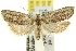  ( - 11ANIC-10687)  @11 [ ] CreativeCommons - Attribution (2011) ANIC/CBG Photography Group Centre for Biodiversity Genomics
