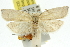  ( - 11ANIC-10689)  @12 [ ] CreativeCommons - Attribution (2011) ANIC/CBG Photography Group Centre for Biodiversity Genomics
