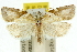  ( - 11ANIC-10691)  @13 [ ] CreativeCommons - Attribution (2011) ANIC/CBG Photography Group Centre for Biodiversity Genomics