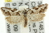  ( - 11ANIC-10693)  @13 [ ] CreativeCommons - Attribution (2011) ANIC/CBG Photography Group Centre for Biodiversity Genomics