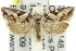  ( - 11ANIC-10694)  @14 [ ] CreativeCommons - Attribution (2011) ANIC/CBG Photography Group Centre for Biodiversity Genomics