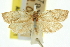  (Epiphyas balioptera - 11ANIC-10699)  @11 [ ] CreativeCommons - Attribution (2011) ANIC/CBG Photography Group Centre for Biodiversity Genomics