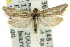  ( - 11ANIC-10700)  @12 [ ] CreativeCommons - Attribution (2011) ANIC/CBG Photography Group Centre for Biodiversity Genomics