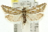  ( - 11ANIC-10702)  @13 [ ] CreativeCommons - Attribution (2011) ANIC/CBG Photography Group Centre for Biodiversity Genomics