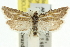  ( - 11ANIC-10703)  @11 [ ] CreativeCommons - Attribution (2011) ANIC/CBG Photography Group Centre for Biodiversity Genomics