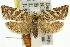  ( - 11ANIC-10705)  @14 [ ] CreativeCommons - Attribution (2011) ANIC/CBG Photography Group Centre for Biodiversity Genomics