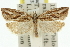  ( - 11ANIC-10709)  @11 [ ] CreativeCommons - Attribution (2011) ANIC/CBG Photography Group Centre for Biodiversity Genomics