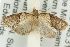  ( - 11ANIC-10711)  @12 [ ] CreativeCommons - Attribution (2011) ANIC/CBG Photography Group Centre for Biodiversity Genomics
