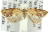  ( - 11ANIC-10712)  @12 [ ] CreativeCommons - Attribution (2011) ANIC/CBG Photography Group Centre for Biodiversity Genomics