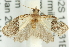  ( - 11ANIC-10713)  @12 [ ] CreativeCommons - Attribution (2011) ANIC/CBG Photography Group Centre for Biodiversity Genomics