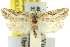  (Epiphyas eugramma - 11ANIC-10717)  @11 [ ] CreativeCommons - Attribution (2011) ANIC/CBG Photography Group Centre for Biodiversity Genomics
