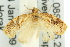  ( - 11ANIC-10724)  @12 [ ] CreativeCommons - Attribution (2011) ANIC/CBG Photography Group Centre for Biodiversity Genomics