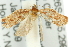  ( - 11ANIC-10727)  @12 [ ] CreativeCommons - Attribution (2011) ANIC/CBG Photography Group Centre for Biodiversity Genomics