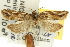  ( - 11ANIC-10732)  @11 [ ] CreativeCommons - Attribution (2011) ANIC/CBG Photography Group Centre for Biodiversity Genomics