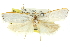  ( - 11ANIC-10746)  @11 [ ] CreativeCommons - Attribution (2011) ANIC/CBG Photography Group Centre for Biodiversity Genomics