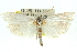  ( - 11ANIC-10756)  @11 [ ] CreativeCommons - Attribution (2011) ANIC/CBG Photography Group Centre for Biodiversity Genomics