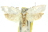  ( - 11ANIC-10758)  @13 [ ] CreativeCommons - Attribution (2011) ANIC/CBG Photography Group Centre for Biodiversity Genomics