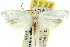  ( - 11ANIC-10764)  @13 [ ] CreativeCommons - Attribution (2011) ANIC/CBG Photography Group Centre for Biodiversity Genomics