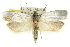  ( - 11ANIC-10770)  @13 [ ] CreativeCommons - Attribution (2011) ANIC/CBG Photography Group Centre for Biodiversity Genomics