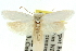  ( - 11ANIC-10788)  @14 [ ] CreativeCommons - Attribution (2011) ANIC/CBG Photography Group Centre for Biodiversity Genomics