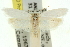  ( - 11ANIC-10790)  @13 [ ] CreativeCommons - Attribution (2011) ANIC/CBG Photography Group Centre for Biodiversity Genomics