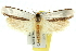  ( - 11ANIC-10805)  @13 [ ] CreativeCommons - Attribution (2011) ANIC/CBG Photography Group Centre for Biodiversity Genomics