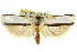  ( - 11ANIC-10807)  @13 [ ] CreativeCommons - Attribution (2011) ANIC/CBG Photography Group Centre for Biodiversity Genomics