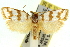  ( - 11ANIC-10812)  @14 [ ] CreativeCommons - Attribution (2011) ANIC/CBG Photography Group Centre for Biodiversity Genomics