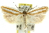  ( - 11ANIC-10829)  @13 [ ] CreativeCommons - Attribution (2011) ANIC/CBG Photography Group Centre for Biodiversity Genomics