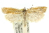  ( - 11ANIC-10831)  @11 [ ] CreativeCommons - Attribution (2011) ANIC/CBG Photography Group Centre for Biodiversity Genomics