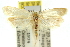  ( - 11ANIC-10832)  @13 [ ] CreativeCommons - Attribution (2011) ANIC/CBG Photography Group Centre for Biodiversity Genomics