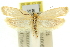  ( - 11ANIC-10833)  @11 [ ] CreativeCommons - Attribution (2011) ANIC/CBG Photography Group Centre for Biodiversity Genomics