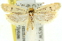  ( - 11ANIC-10842)  @11 [ ] CreativeCommons - Attribution (2011) ANIC/CBG Photography Group Centre for Biodiversity Genomics