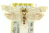  ( - 11ANIC-10843)  @13 [ ] CreativeCommons - Attribution (2011) ANIC/CBG Photography Group Centre for Biodiversity Genomics