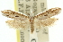  ( - 11ANIC-10856)  @13 [ ] CreativeCommons - Attribution (2011) ANIC/CBG Photography Group Centre for Biodiversity Genomics