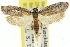  ( - 11ANIC-10867)  @15 [ ] CreativeCommons - Attribution (2011) ANIC/CBG Photography Group Centre for Biodiversity Genomics