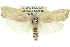  ( - 11ANIC-10869)  @11 [ ] CreativeCommons - Attribution (2011) ANIC/CBG Photography Group Centre for Biodiversity Genomics