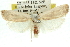  ( - 11ANIC-10871)  @11 [ ] CreativeCommons - Attribution (2011) ANIC/CBG Photography Group Centre for Biodiversity Genomics