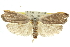  ( - 11ANIC-10875)  @12 [ ] CreativeCommons - Attribution (2011) ANIC/CBG Photography Group Centre for Biodiversity Genomics
